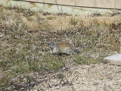 Poliocitellus franklinii