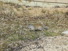 Poliocitellus franklinii