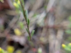 Alyssum alyssoides