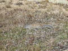 Poliocitellus franklinii