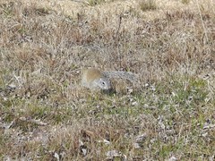 Poliocitellus franklinii