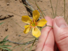 Linum aristatum