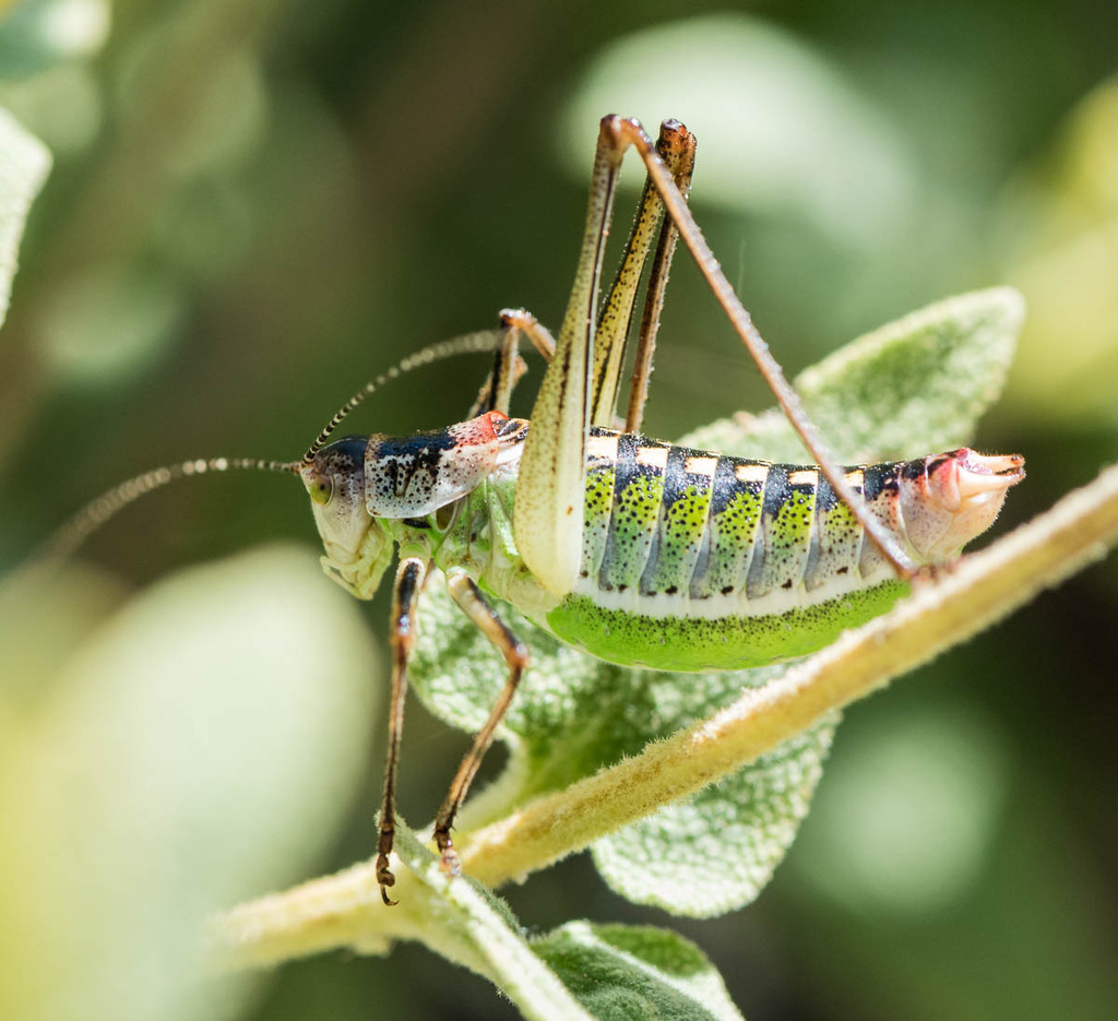 Poecilimon zonatus
