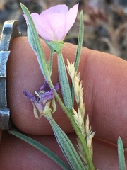 Clarkia affinis