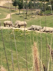 Ceratotherium simum