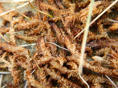 Scorpidium scorpioides