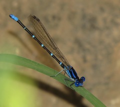 Argia sedula