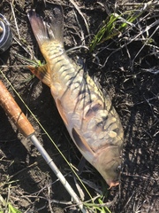 Cyprinus carpio carpio