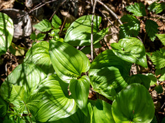 Maianthemum dilatatum