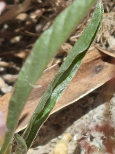 Image of Convolvulus lineatus by (c) Diego Rodríguez Hernández, some rights reserved (CC BY)