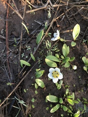 Hesperochiron pumilus