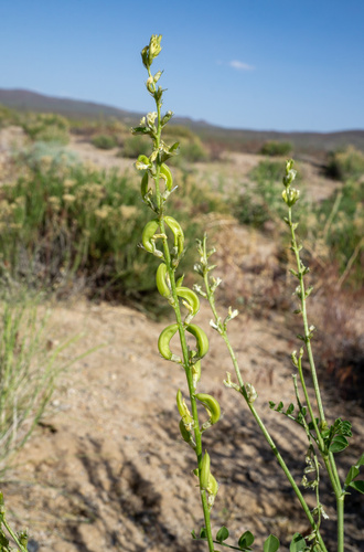 Lahontan milkvetch (Astragalus porrectus)