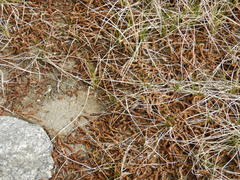 Scorpidium scorpioides