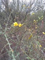 Parkinsonia texana