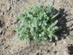 Cryptantha crassisepala