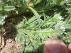 Cryptantha crassisepala