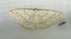 Protitame subalbaria