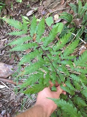 Pteris carsei