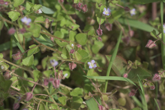 Veronica hederifolia