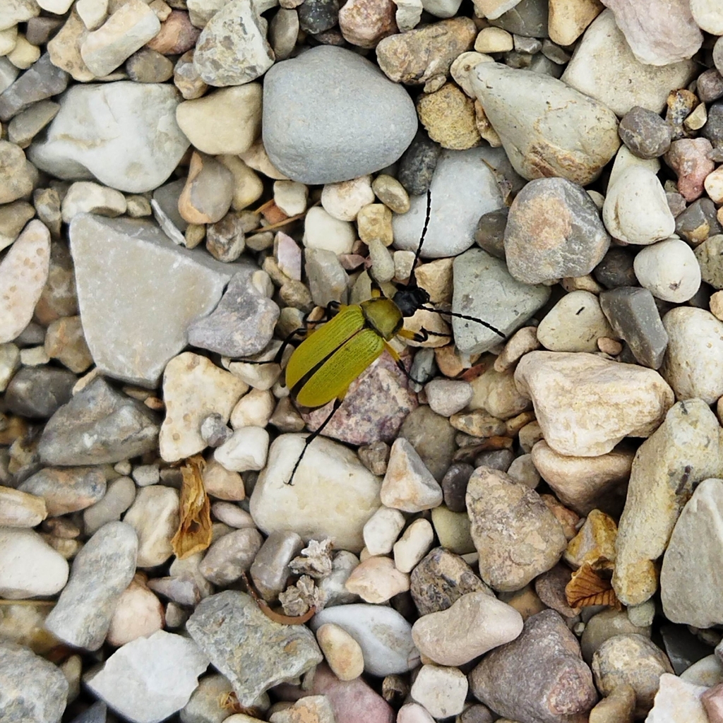 Proctenius granatensis