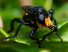 Laphria trux