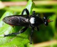 Laphria trux