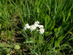 Parthenium hispidum