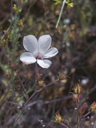 Image of Linum suffruticosum by (c) Diego Rodríguez Hernández, some rights reserved (CC BY)