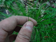 Carex rosea