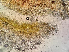 Anisomeridium biforme