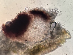 Anisomeridium biforme