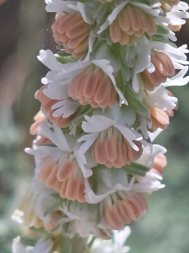 Reseda suffruticosa, photograph 4
