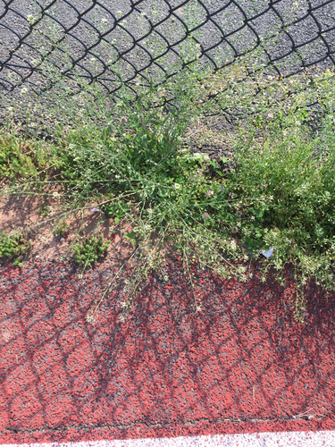 photo of Shepherd's-purse (Capsella bursa-pastoris)