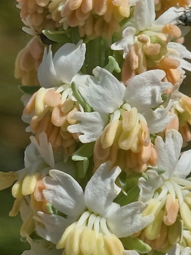 Reseda suffruticosa, photograph 5