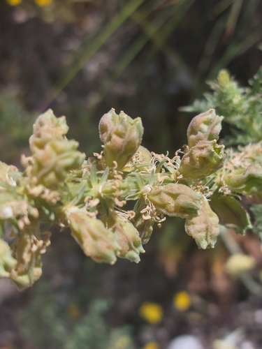 Reseda suffruticosa, photograph 6