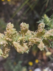 Reseda suffruticosa, photograph (c) Diego Rodríguez Hernández, some rights reserved (CC BY)