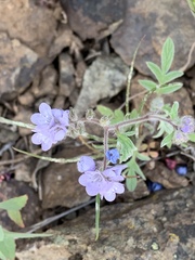 Phacelia breweri