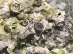 Lichenoconium erodens