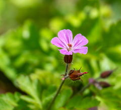 Geranium robertianum