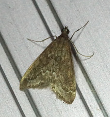 Pyrausta napaealis