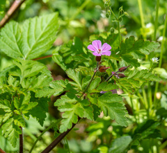 Geranium robertianum