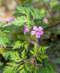 Geranium robertianum