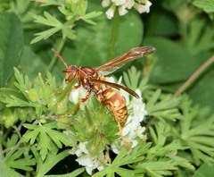 Polistes apachus texanus