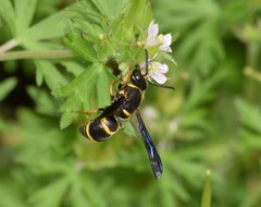 Euodynerus foraminatus