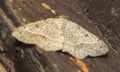 Digrammia rippertaria