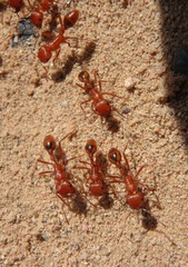 Pogonomyrmex maricopa