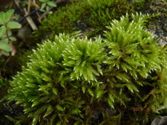 Sciuro-hypnum plumosum