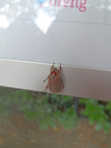 Chestnut cockchafer, Netherlands, photo 8 of 10