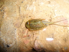 Triops longicaudatus