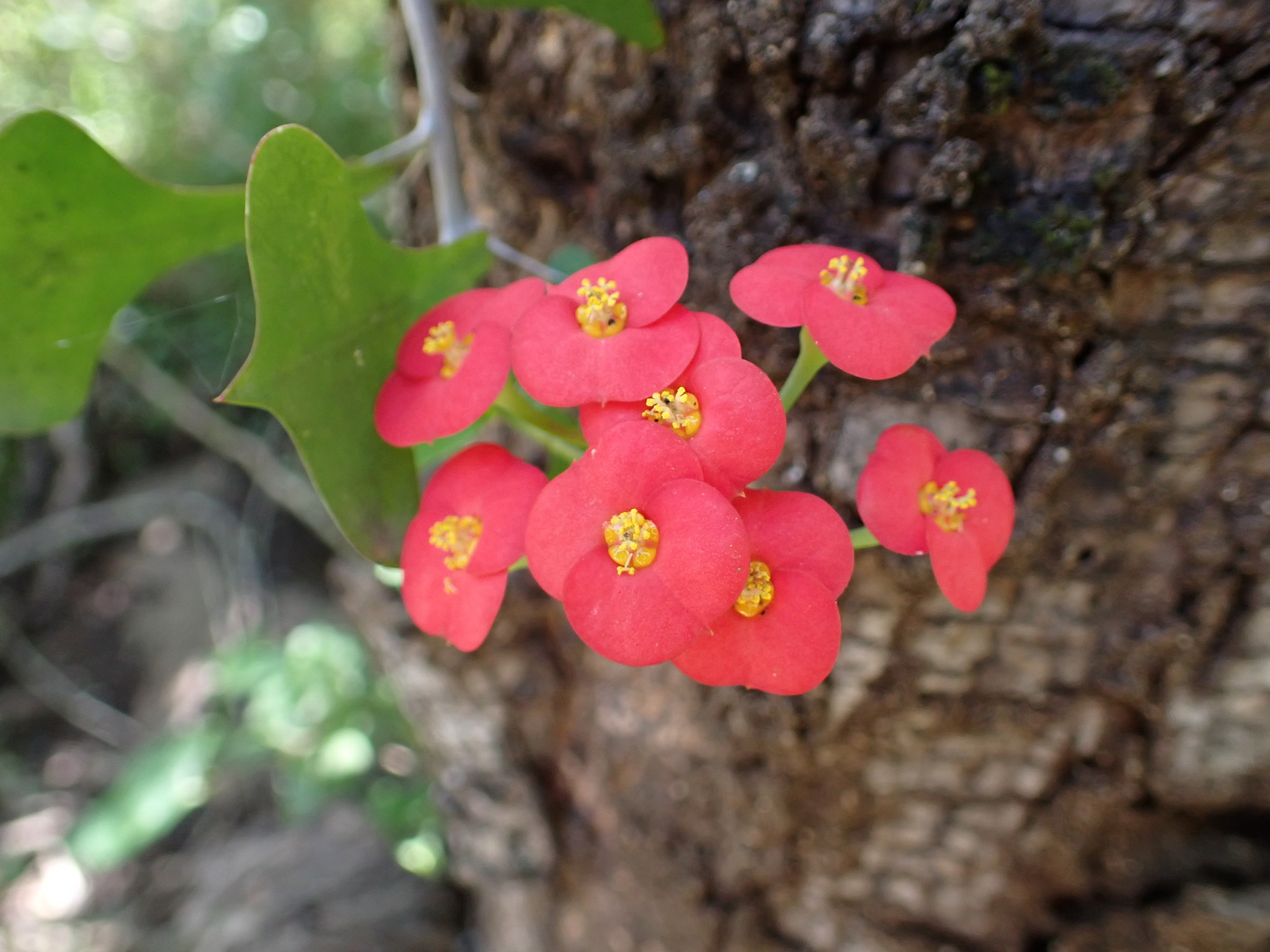 Euphorbia bevilaniensis Croizat